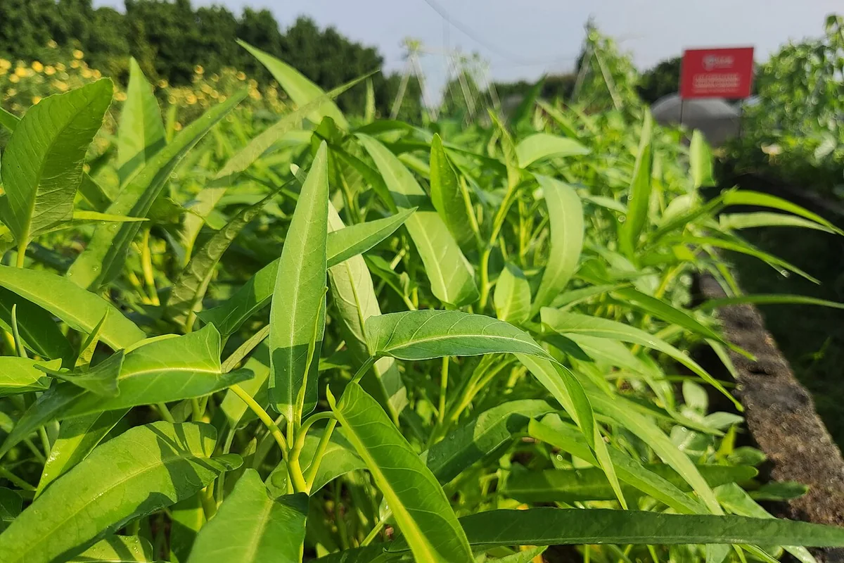 Rau muống trồng trên đất với tán lá xanh, ảnh minh họa cây đang sinh trưởng.